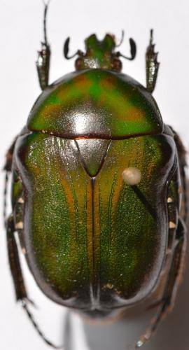 Coptomia compacta
